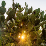 kamuthe-community-wildlife-conservancy-plant-species