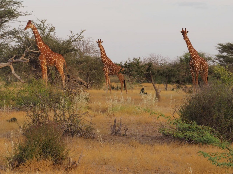 giraffes-of-kamuthe-conservancy