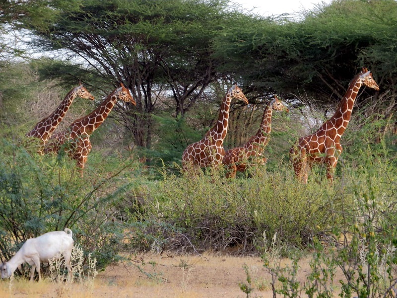 kamuthe-community-wildlife-conservancy-2025