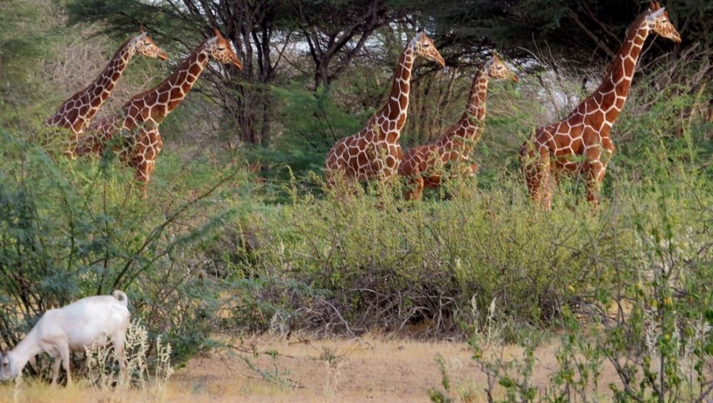 peaceful-coexistence-in-conservation-garissa-kenya