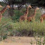 peaceful-coexistence-in-conservation-garissa-kenya