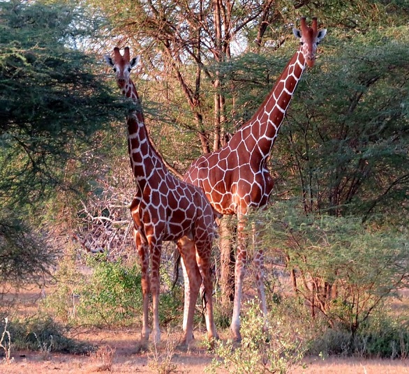 about-kamuthe-community-wildlife-conservancy